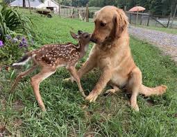Puppy is really excited to see baby. Puzzled Golden Retriever Puppy Befriends Fawn And Their Photo Goes Viral
