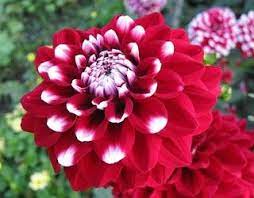 Warna, bentuk, dan rasanya juga berbeda. Macam Macam Nama Bunga Terindah Di Dunia Bunga Bunga Dahlia Taman Bunga