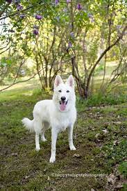 Find king shepherd in dogs & puppies for rehoming | 🐶 find dogs and puppies locally for sale or adoption in ontario : Ashley Walters Yoon Tails Pet Photography Swiss Shepherd In The Lilac Dell Ontario White German Shepherd Dogs Gorgeous Dogs