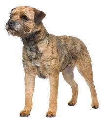 Border Terrier Terrier Dog Breeds Dog Breeds Border Terrier