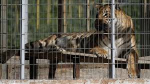 El parque safari (ex rancagua zoo) es un zoológico ubicado en la comuna de rancagua, chile, camino a doñihue. Wgvrtbditvyx9m
