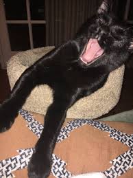 Слушать песни и музыку adele онлайн. Adele On Twitter Nationaladoptashelterpetday Had This Joker For Almost A Year Now He S The Most Beautiful Cat So Glad We Saved Him X Https T Co Bj2jpqfjkw