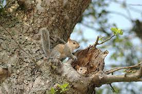 All About Squirrel Nests
