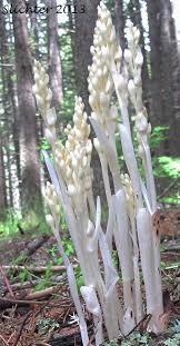 Image result for Orthochilus euanthus
