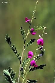 Image result for Tephrosia richardsiae