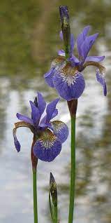 Irises Iris Flowers Iris Garden Purple Flowers