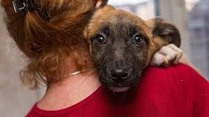 Willing to pay for adoption fees. Supportlocal Joburg Animal Rescues In The City Joburg Co Za