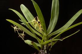 Image result for Rhipidoglossum burttii