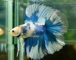 Pin On Aquarium And Fish Wish List