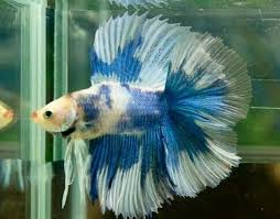 Want to learn about different types of betta fish? 808 Marble Double Tail Male Betta Fish Types Betta Fish Betta