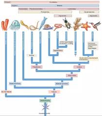 is there any evidence for phyla evolving a new body plan