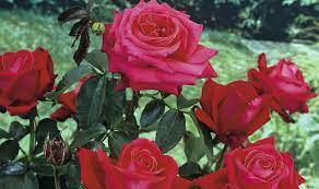 Variedades de rosa, en Tuinen.es