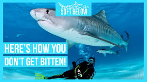Safely Scuba Dive With Sharks 5 Rules To Stay Safe Youtube