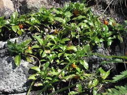 Image result for Leptactina benguelensis