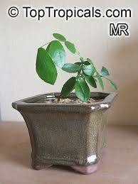 Image result for Schotia afra