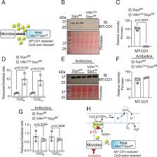 Gut sulfide metabolism modulates behavior and brain bioenergetics | PNAS