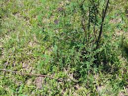 Image result for Indigofera drepanocarpa