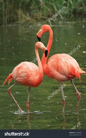 Stock Photo Two Red Flamingos In The Water 16828048 Jpg 1000 1600 Flamingo Pictures Flamingo Art Flamingo