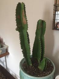 It seems to be doing just fine despite the brown. Euphorbia Ingrens With Brown Spots Is This Sunburn Cactus