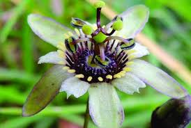 Image result for Passifloraceae