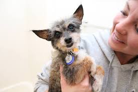 Frosted Faces 9 — Frosted Faces Foundation