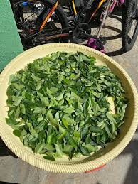 Daun kari adalah tanaman yang daunnya sering digunakan sebagai bumbu dapur, yaitu sebagai penyedap. Tip Simpan Daun Kari Supaya Tahan Berbulan Bulan Keringkan Simpan Dalam Balang Bau Tetap Sama Vanilla Kismis