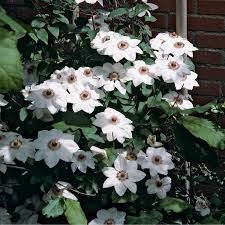 Check spelling or type a new query. Clematis Kaufen Bei Obi