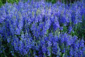 Image result for Veronica abyssinica