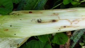 Image result for phytomyza gymnostoma