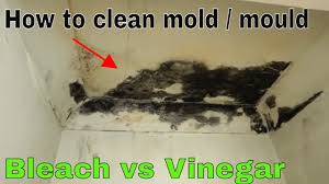 Maybe you would like to learn more about one of these? How To Remove And Kill Mold Bleach Vs Vinegar Youtube