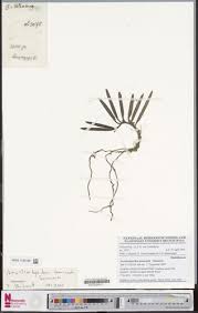 Image result for Ancistrorhynchus tenuicaulis