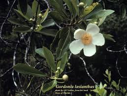 Image result for Lasianthus