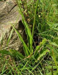 Image result for Chlorophytum krookianum