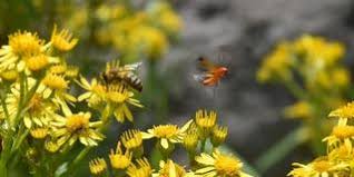 Finde diesen pin und vieles mehr auf natur und umwelt von elke seifried. Neues Zum Jakobskreuzkraut Jkk Honig Baut Giftstoffe In Kurzer Zeit Ab