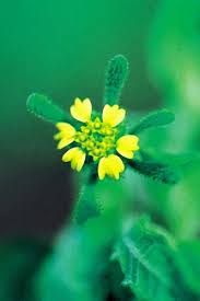 Image result for Sigesbeckia