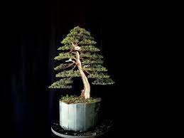 Time Lapse Shimpaku Kishu Youtube Bonsai Tree Bonsai Macrame Plant Hanger