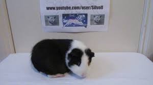 How to brush guinea pigs. How To Brush Guinea Pigs Youtube