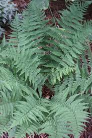 Image result for Dryopteris manniana