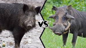 The wild boars and their coach are out! Wild Boar Vs Warthog Who Would Win A Fight Youtube