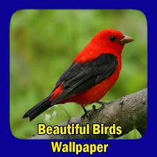 Be sure to see our other seasonal wallpaper collections: Beautiful Birds Wallpaper For Android Apk Download