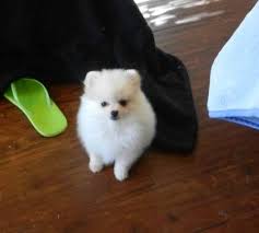 Black And White Pomeranian Puppy For Sale Tiny Little White Girl Pomeranian Puppy For Sale Pomeranian Puppy For Sale Pomeranian Puppy Puppies