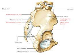 We did not find results for: Iliac Spine Earth S Lab