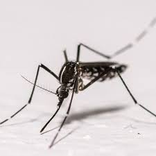 Photo Le virus du Nil occidental gagne du terrain : voici comment se ... - RTL