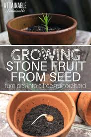 Planting Nectarine Seeds And Other Stone Fruit Can Produce Excellent Fruit Here Are Step By Step Instructions On Growing Fruit Stone Fruit Growing Fruit Trees