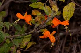 Image result for Tecomaria nyassae