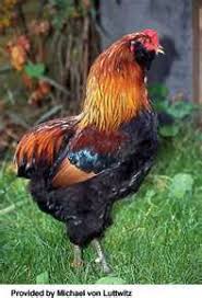 Araucana Ameraucana Or Easter Egger Olive Egger Rainbow Layer What S The Difference Chicken Breeds Araucana Chickens Poultry Breeds