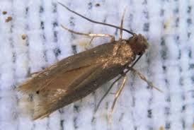 How to get rid of clothes moths. How To Get Rid Of Clothes Moths More Canberra Pest Control Canberra Pest Control