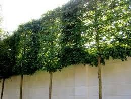 Startpage Com The World S Most Private Search Engine Garten Garten Ideen Bepflanzung