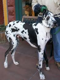 Great temperments very playful and easily taught. We Photographed This Spotted Gentle Giant In Manitou Springs Colorado Isn T He A Great Looking Dane Animals Perros Caballos