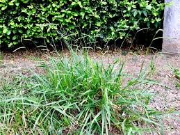 Image result for Urochloa marlothii